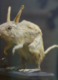 Купить билет на Хвостаті байки